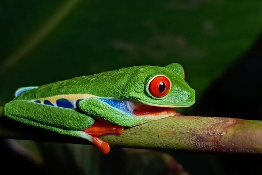 A green frog with red eyes perched on a branch. 1