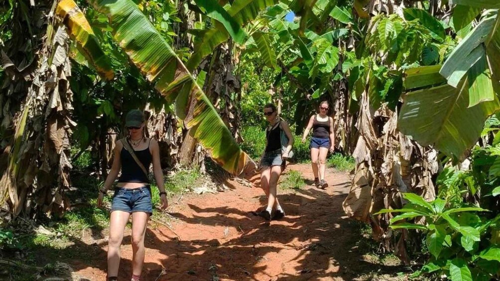 Picture 19 for Activity Chiang Mai: Jungle Trek, Elephants care & Bamboo Rafting 2