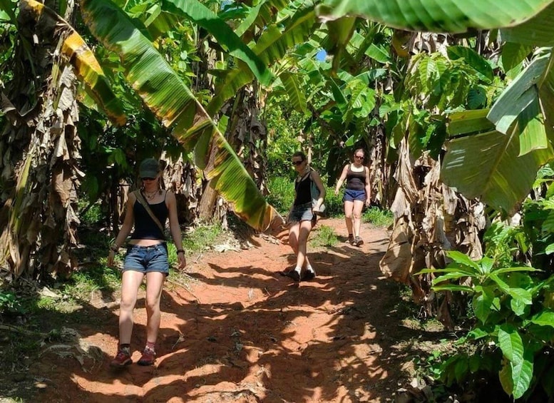 Picture 19 for Activity Chiang Mai: Jungle Trek, Elephants care & Bamboo Rafting 2