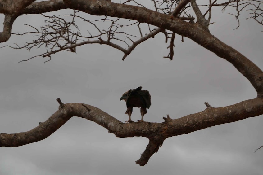 A large bird perched on a bare tree branch. 3
