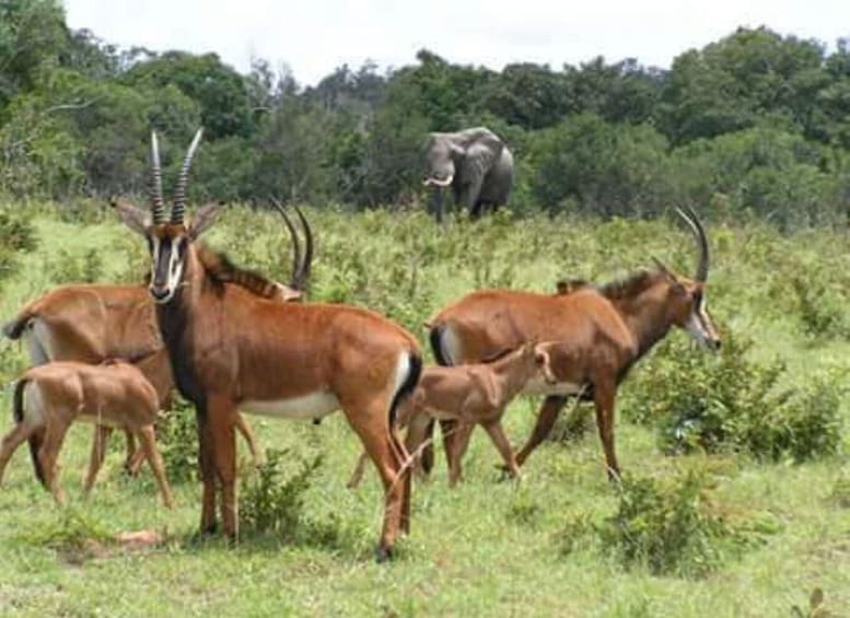 A group of antelopes with large horns in a grassy field with a backdrop of dense trees and an elephant in the distance. 1