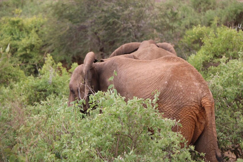 A group of elephants in a natural habitat with dense greenery. 2