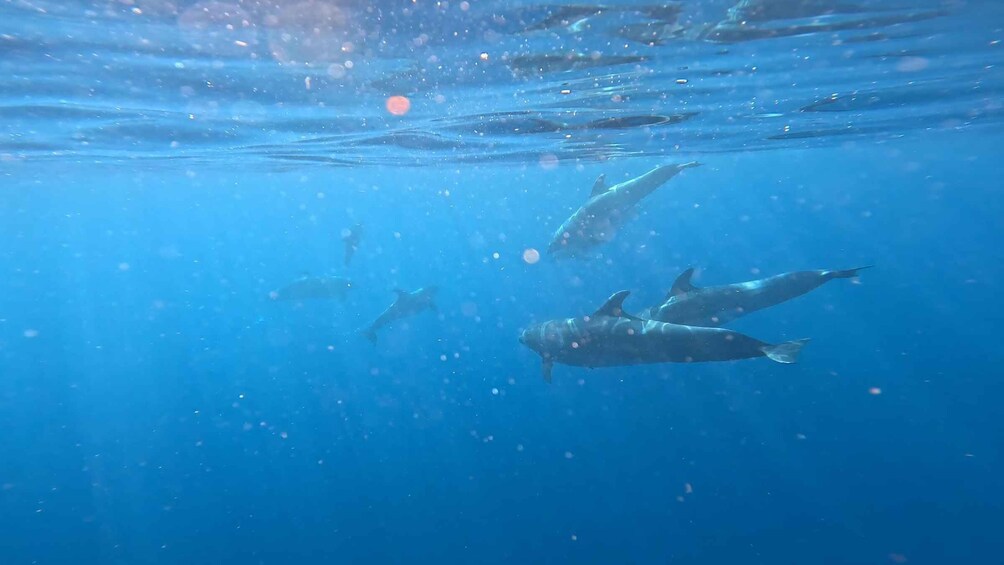 Picture 8 for Activity Tenerife: Small-Group Kayak & Snorkel Tour with Marine Fauna 2