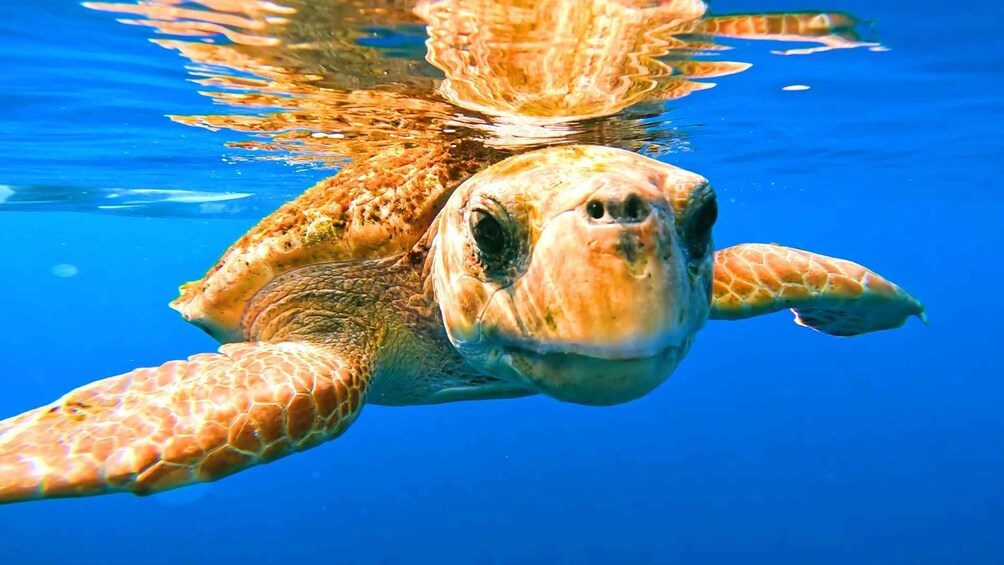 Picture 29 for Activity Tenerife: Small-Group Kayak & Snorkel Tour with Marine Fauna 3