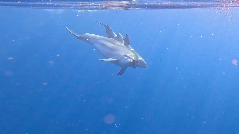 Picture 33 for Activity Tenerife: Small-Group Kayak & Snorkel Tour with Marine Fauna 4