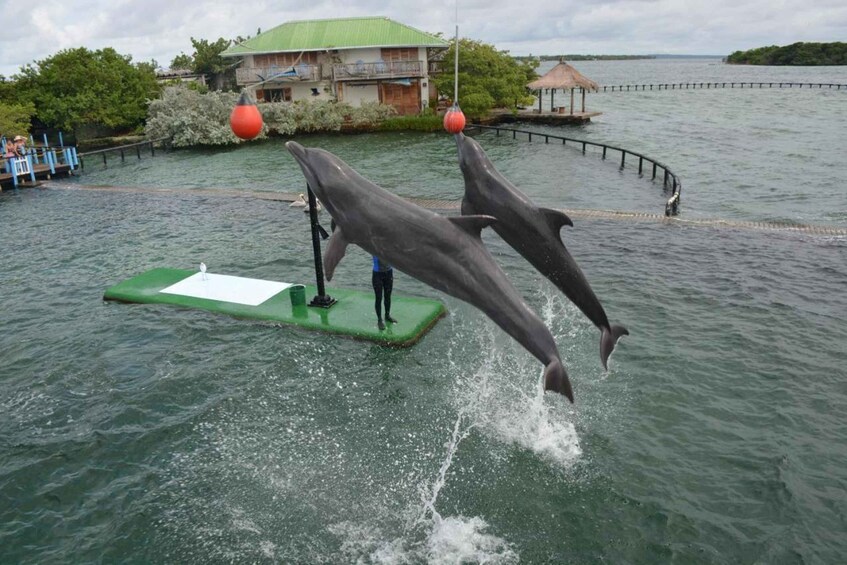 Two dolphins leaping out of the water, a green platform, and a building with a green roof in the background. 5