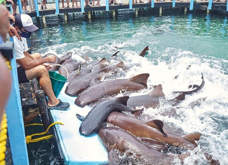 A boat filled with large fish jumping out of the water. 3