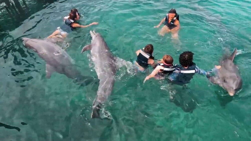 A group of people swimming with dolphins in clear water. 1