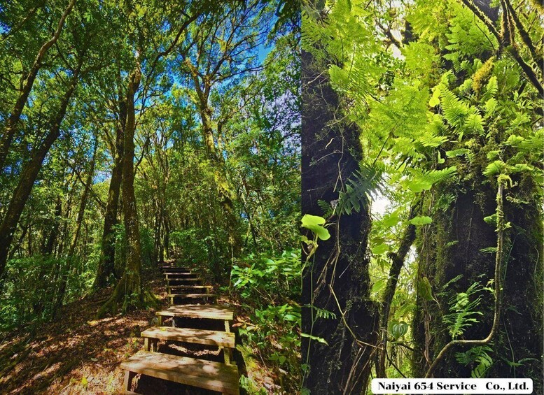 A forested area with a wooden staircase leading up a slope. 3