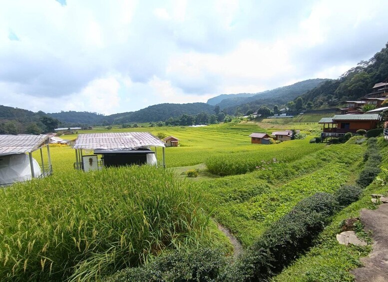 A lush green rice paddy with small houses and a mountain in the background. 5