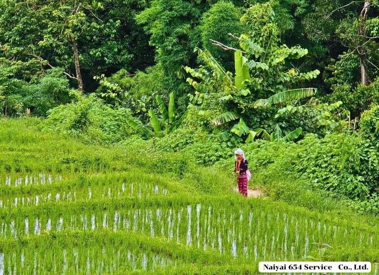 A person walking through a lush green rice paddy field with dense vegetation in the background. 4