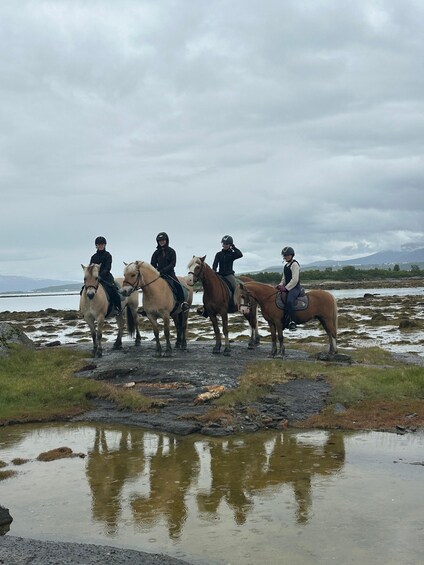 Picture 23 for Activity Tromsø: Horseback Riding Tour 4