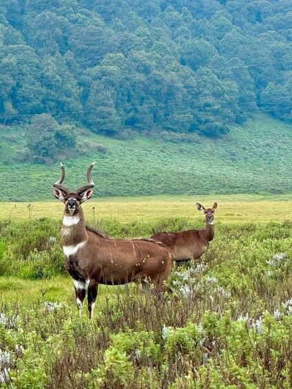 Picture 15 for Activity From Addis Ababa: Gambela 3-Day Tour with Flights 4