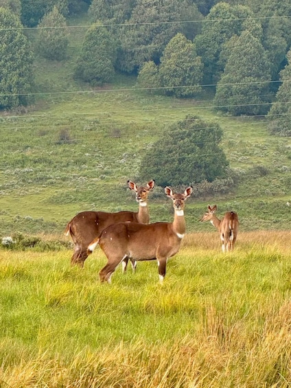 Picture 14 for Activity From Addis Ababa: Gambela 3-Day Tour with Flights 3