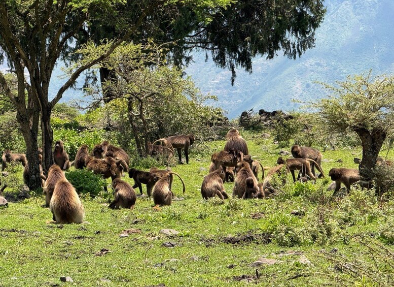 Picture 12 for Activity From Addis Ababa: Gambela 3-Day Tour with Flights 5