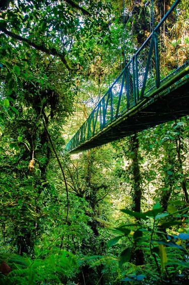 Picture 2 for Activity Monteverde: Selvatura Park Gold Experience 2