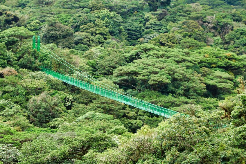 Picture 3 for Activity Monteverde: Selvatura Park Gold Experience 4