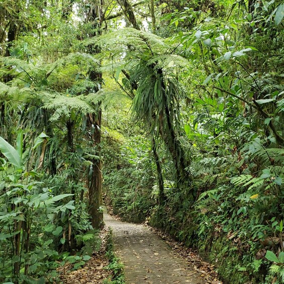 Picture 5 for Activity Monteverde: Selvatura Park Gold Experience 3