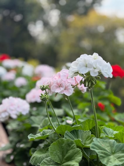A close-up of pink and white geranium flowers with green leaves. 1