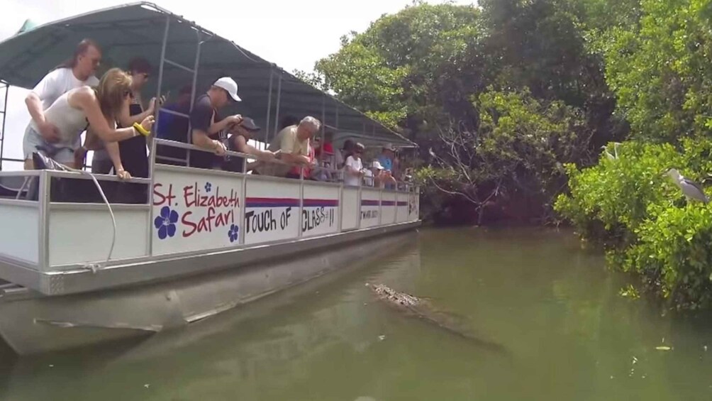 Picture 5 for Activity Jamaica: YS Falls and Black River Safari Tour 5