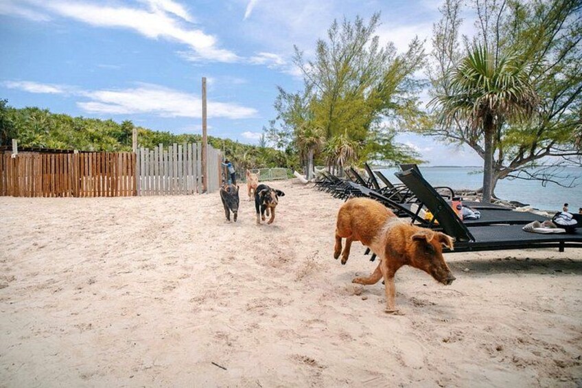 Swimming Pigs Of Rose Island Water Taxi & Turtle Viewing Nassau 3