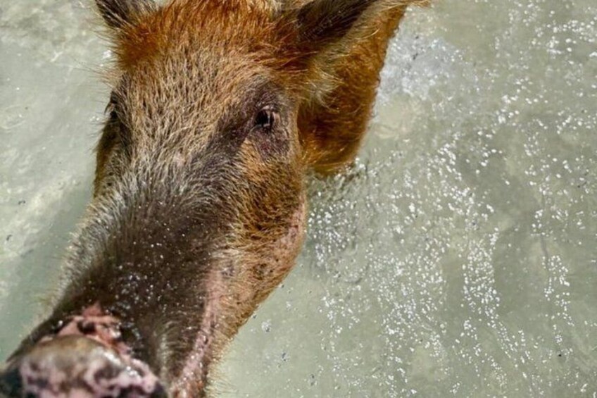 Swimming Pigs Of Rose Island Water Taxi & Turtle Viewing Nassau 2