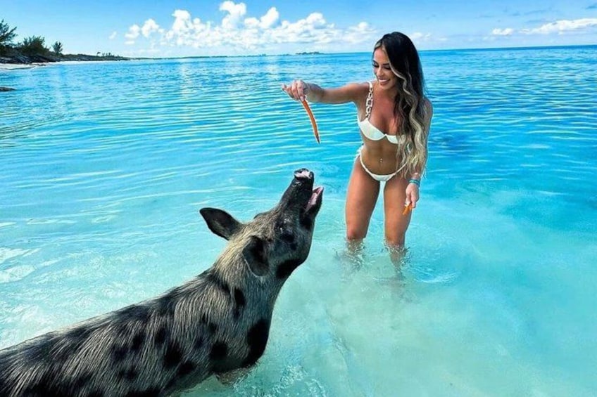 Swimming Pigs Of Rose Island Water Taxi & Turtle Viewing Nassau 1
