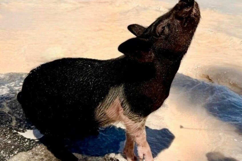 Swimming Pigs Of Rose Island Water Taxi & Turtle Viewing Nassau 2