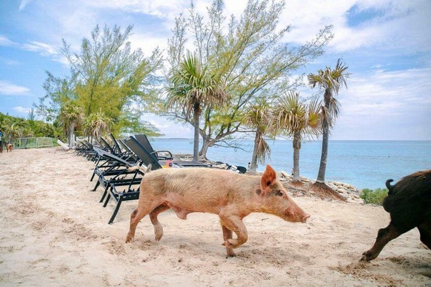 Swimming Pigs Of Rose Island Water Taxi & Turtle Viewing Nassau 4