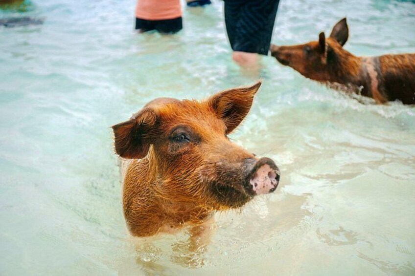 Swimming Pigs Of Rose Island Water Taxi & Turtle Viewing Nassau 2