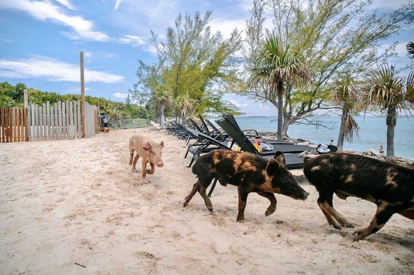 Una spiaggia sabbiosa con palme, un recinto in legno e poltrone da spiaggia. 2