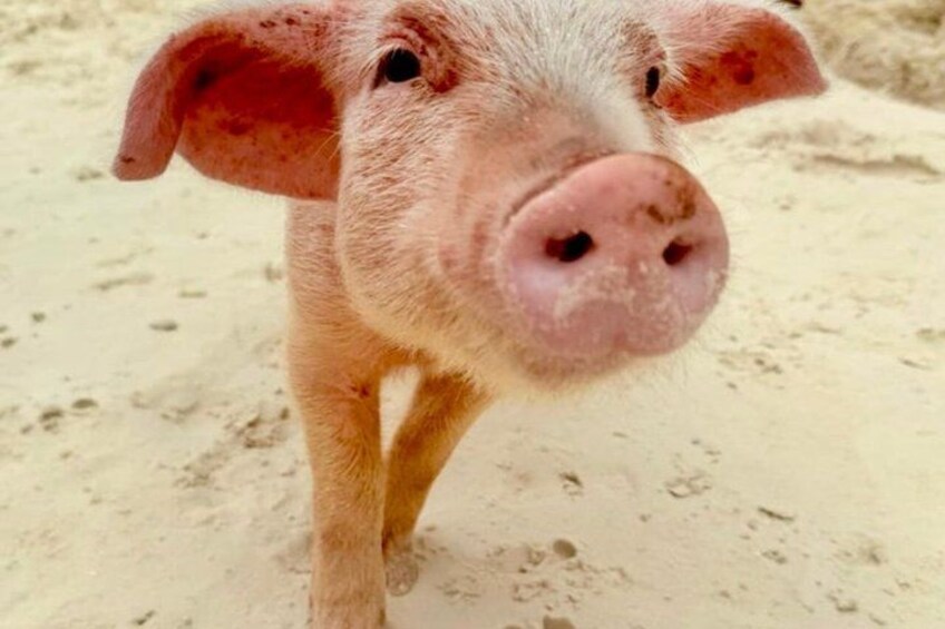 Swimming Pigs Of Rose Island Water Taxi & Turtle Viewing Nassau 3