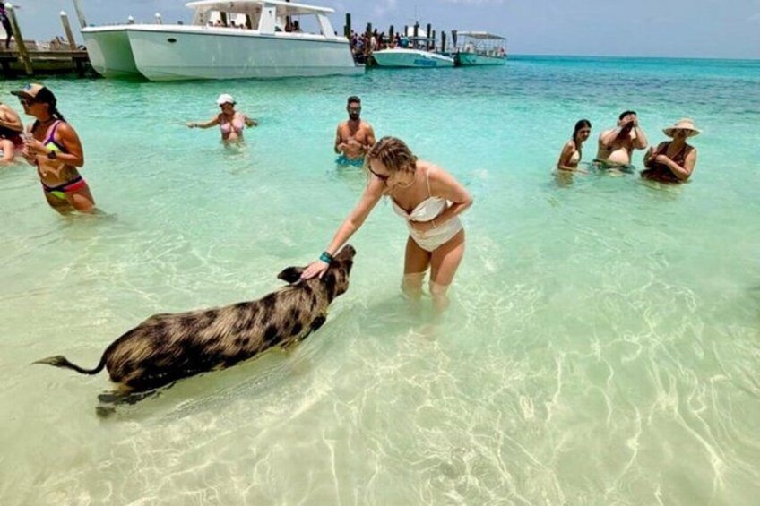 Swimming Pigs Of Rose Island Water Taxi & Turtle Viewing Nassau 1