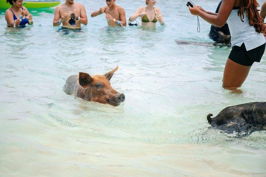 Un maiale nell'acqua, con persone nelle vicinanze. 4