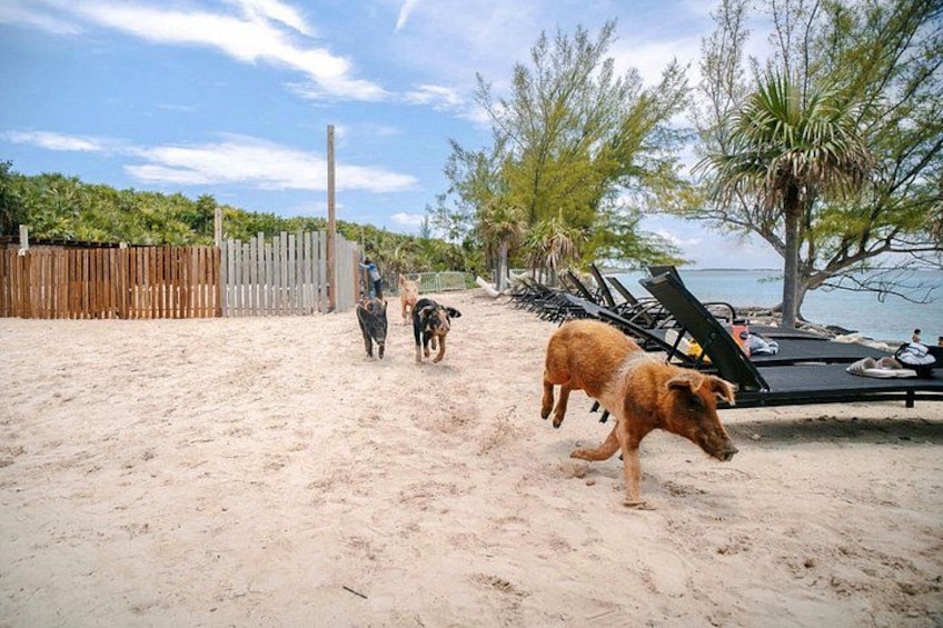 Una spiaggia sabbiosa con una recinzione di legno, una palma e un cane. 3