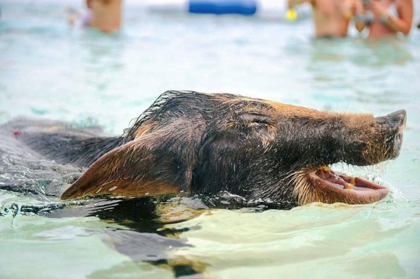Un grande cane nero che nuota in acqua. 5
