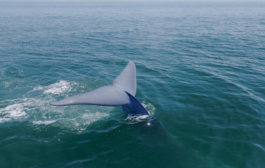 Picture 8 for Activity San Diego: Blue Whale Watching Expedition 3