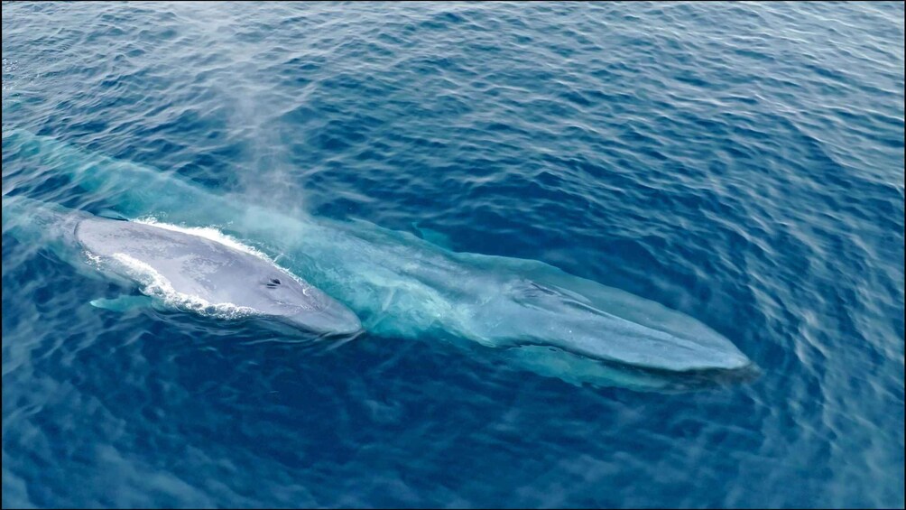 Picture 14 for Activity San Diego: Blue Whale Watching Expedition 5
