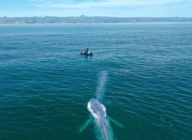 San Diego: Blue Whale Watching Expedition 1