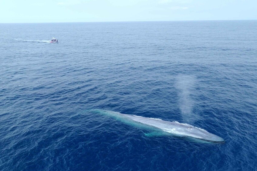 Picture 1 for Activity San Diego: Blue Whale Watching Expedition 2