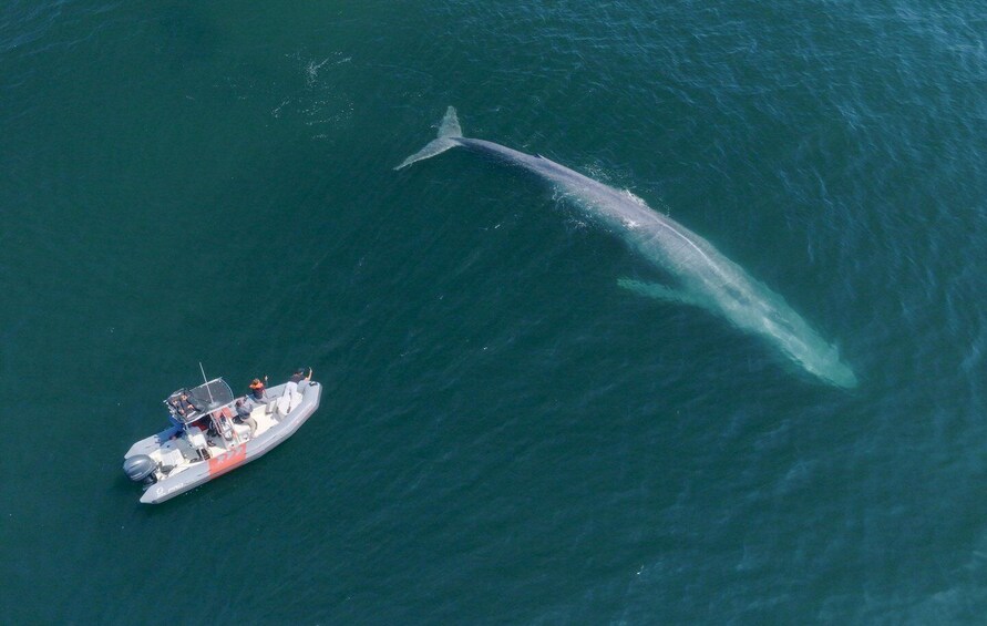 Picture 7 for Activity San Diego: Blue Whale Watching Expedition 4