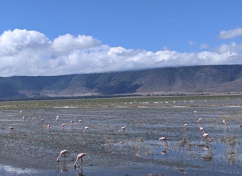 Una zona umida con fenicotteri e montagne sullo sfondo. 1
