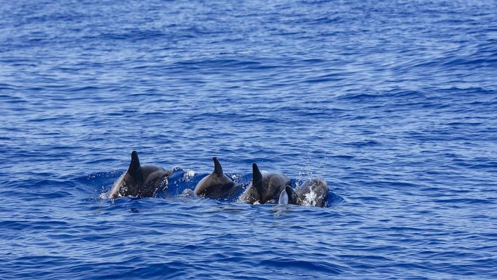 Picture 8 for Activity Mirissa: All Inclusive Whale Watching + Jet Ski Ride 1