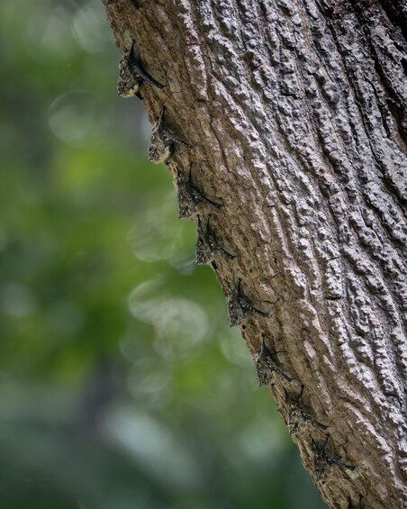 A tree bark with rough texture and small branches. 5
