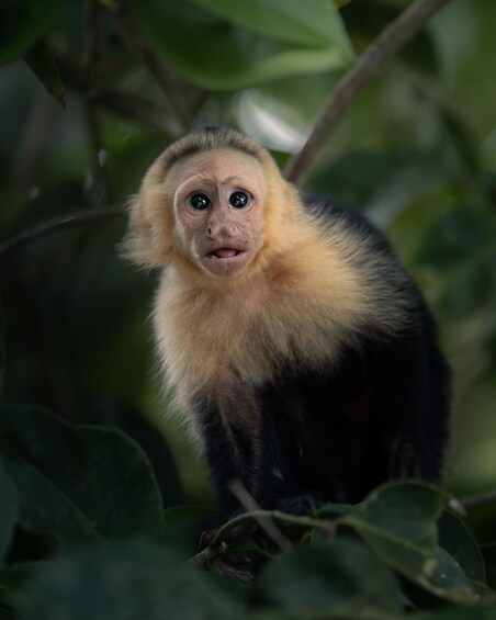 A monkey with a yellow and black fur coat, surrounded by green foliage. 4