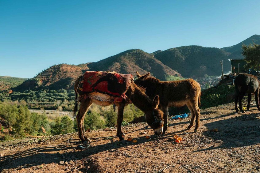 Two donkeys grazing on a dirt path with a mountainous backdrop. 2