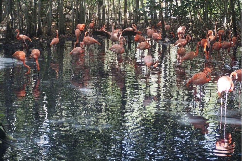 Suo, jossa on matalassa vedessä useita flamingoja. 1
