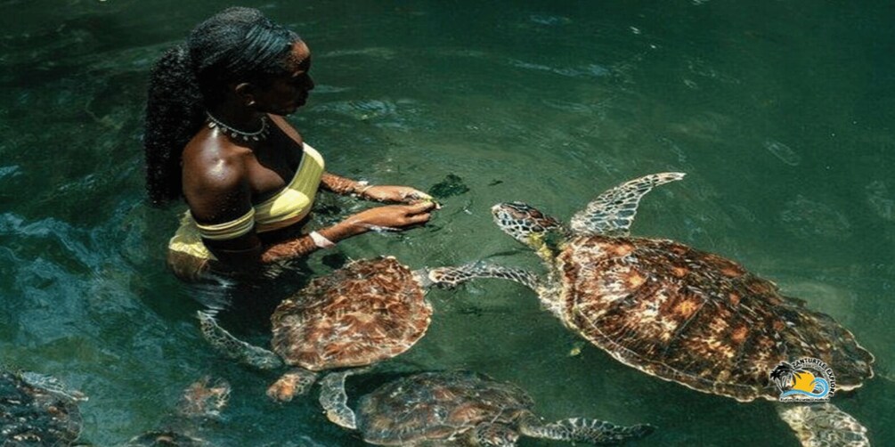 A person interacting with sea turtles in clear water. 4