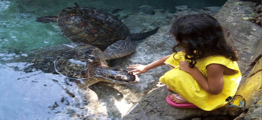 A person in a yellow dress feeding a sea turtle at a rocky shoreline. 3