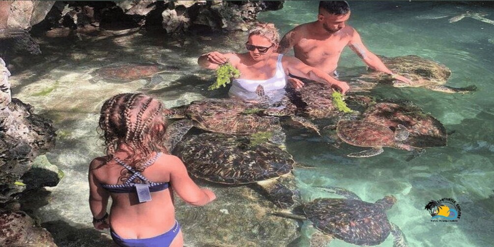 People feeding turtles in a shallow, rocky water area. 2